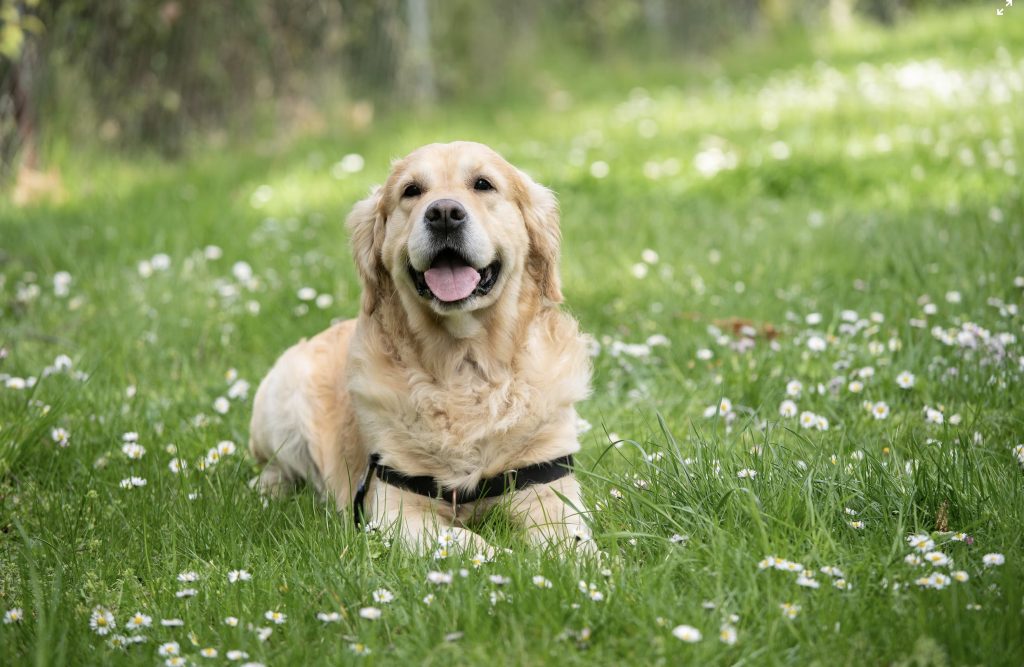 Golden Retriever