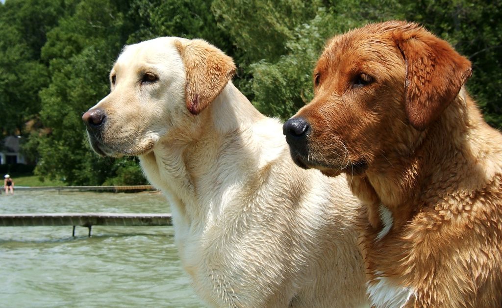 Labrador Retrievers