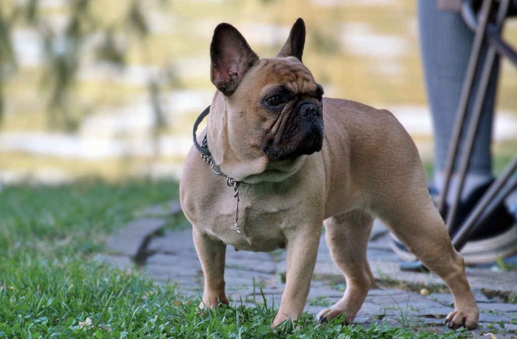 French Bulldog