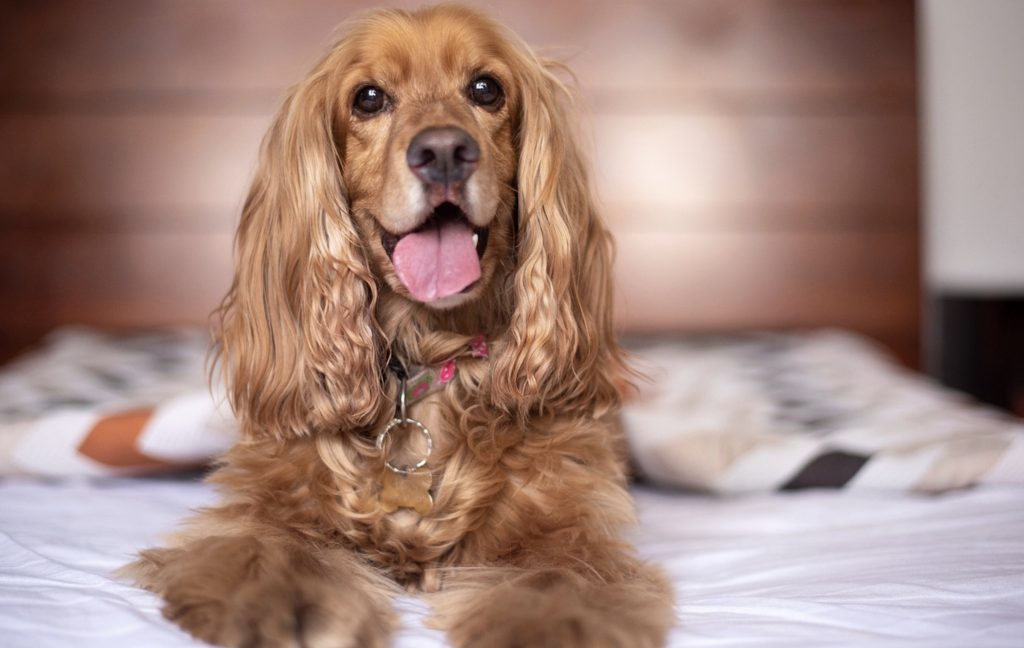 Cocker Spaniel