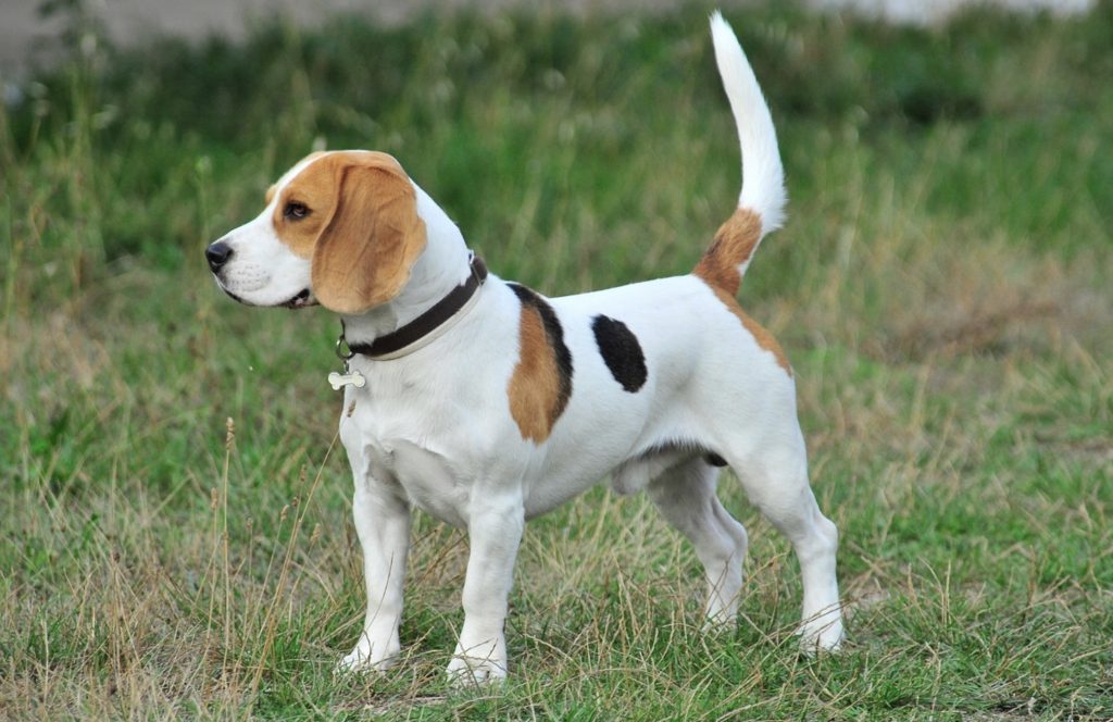 Beagle