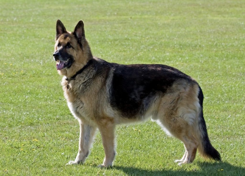 German Shepherd