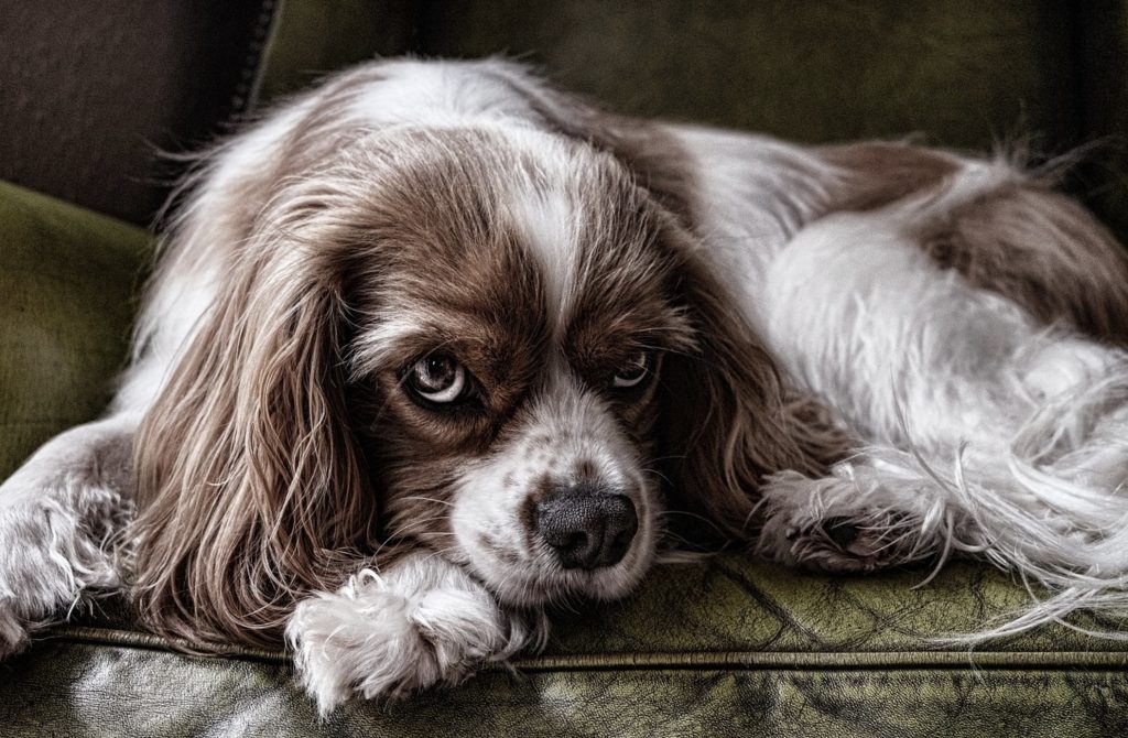 Cavalier King Charles Spaniel